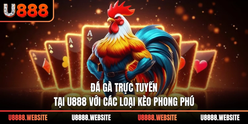 Đá gà trực tuyến tại U888 với các loại kèo phong phú